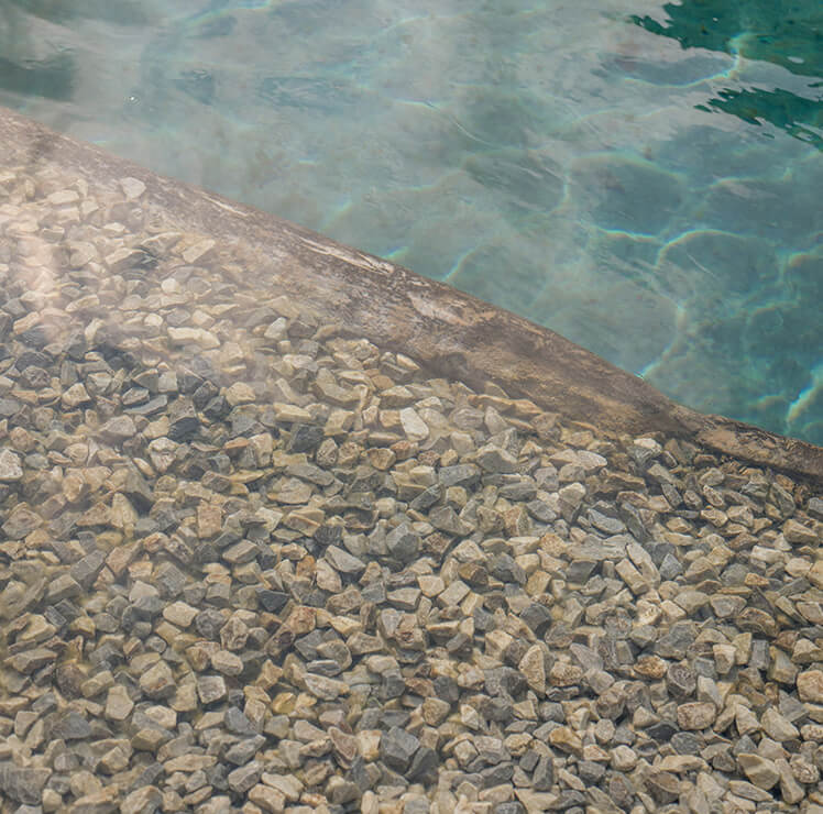 Naturpool Nahaufnahme